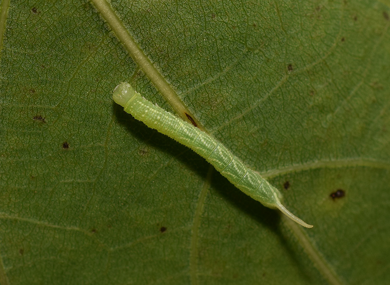 Ciclo vitale di Laothoe populi, Sphingidae